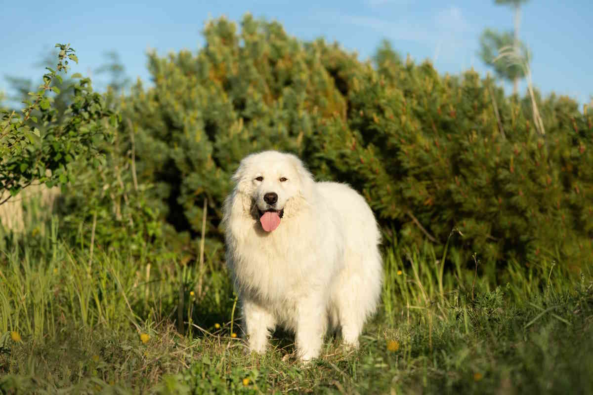 Un’ingiustizia silenziosa: la tragedia di Napoleone, il cane pastore di Torchiara ucciso da un vile ignoto Un’ingiustizia silenziosa: la tragedia di Napoleone, il cane pastore di Torchiara ucciso da un vile ignoto