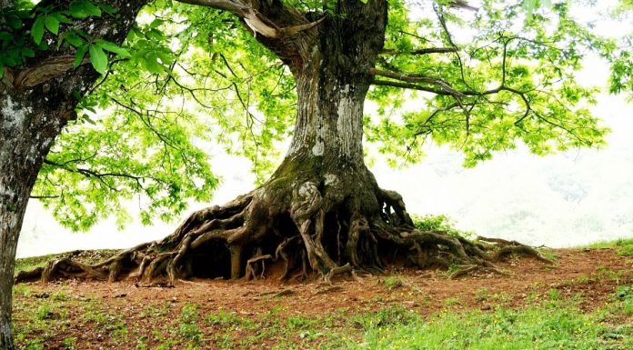 I “giganti” silenziosi del Monte della Stella