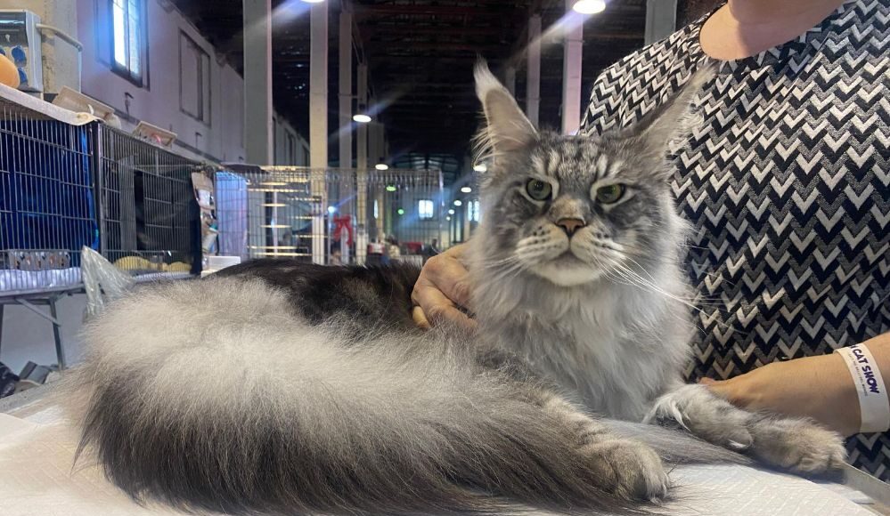 Paestum Cat Show
