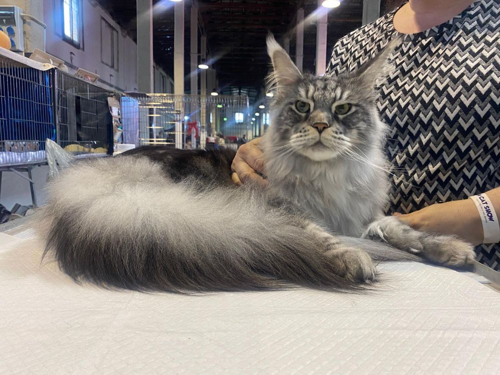 Paestum Cat Show