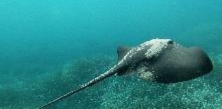 Trigone viola, dal salvataggio di Ascea ai ferimenti di Pioppi e Palinuro: il misterioso pesce che torna protagonista nel Cilento