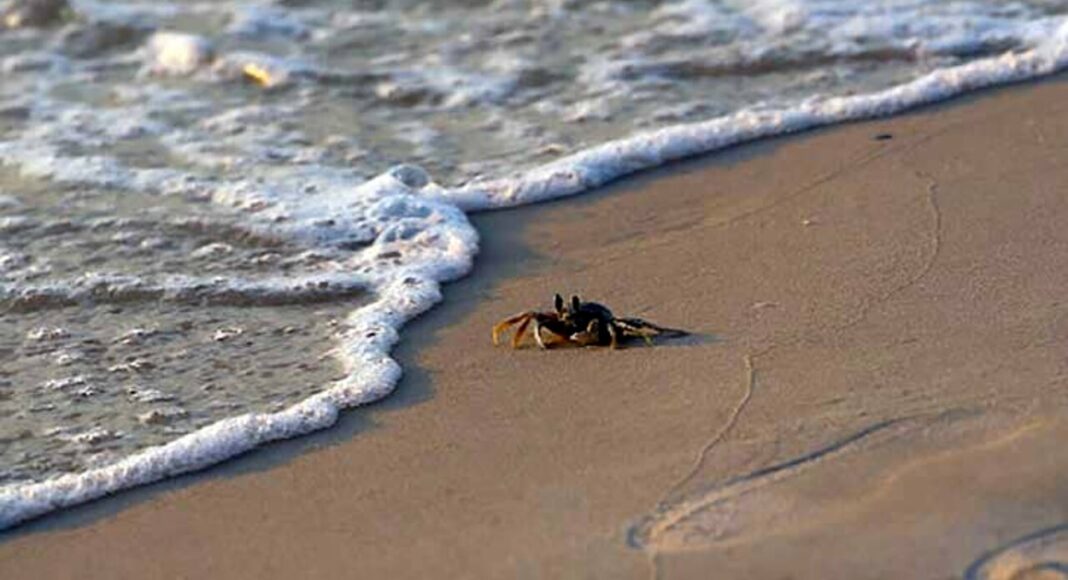 granchio-spiaggia Divieto
